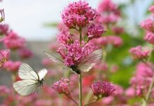 L’indépendance de l’Anses entravée par décret