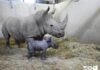 Faune Nature: Montpellier et les métamorphoses de son zoo. Épisode 2 rhinocéros blanc.