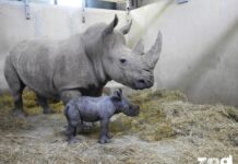 Montpellier et les métamorphoses de son zoo. Épisode 2 rhinocéros blanc.