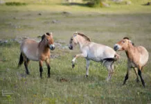 Chevaux, héros oubliés ? Archéologie d’une espèce au fil du temps