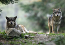 Une meute de loup sur les hauteurs de Marseille