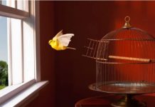 Lettre de Cynthia Fleury « Je vogue désormais, sans me demander si le monde s’effondre… » "Je vogue désormais, sans me demander si le monde s’effondre..."