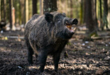 La complainte du sanglier