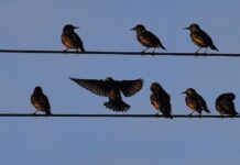 Pourquoi les oiseaux arrivent à dormir debout ?
