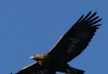 Qui était là en premier le constructeur d’éoliennes ou l’aigle royal ?