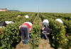 Travail agricole: Le prix du raisin