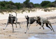 Sauvegarder le lévrier sloughi, race millénaire menacée en Tunisie