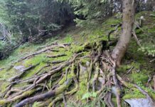 Perspectives terrestres – Scénario pour une émancipation écologiste