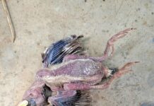 Dans les conflits homme-animal la faune sauvage n’est pas gagnante