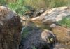 Les petits cours d'eau disparaissent: Sécheresse : l’Occitanie et la région PACA sous tension