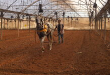 Continuer à labourer et à planter la terre à Gaza