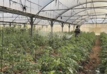 À Gaza aussi, l’agriculture c’est la vie !