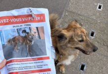 « Trouver Peter » le chien, une story politique