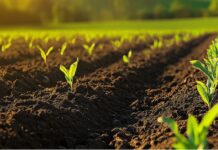 Une contamination généralisée qui expose massivement la population