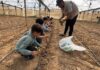 Cette semaine à Gaza: Lutter contre la Famine à Gaza, soutenir les initiatives de l’UJFP