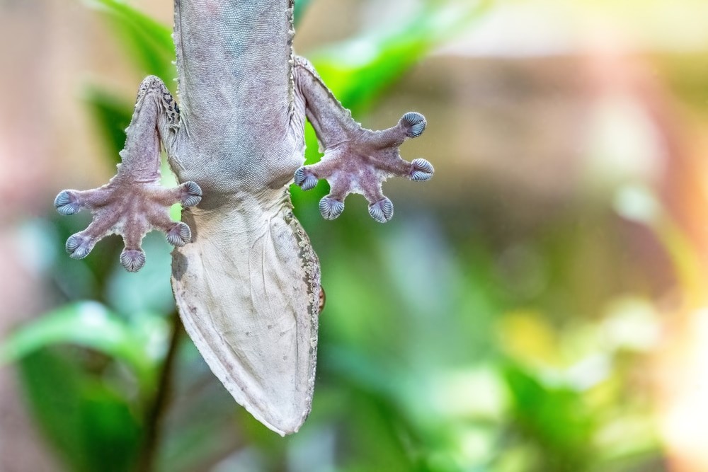 altermidi Faune La capacité du Gecko à gravir des parois verticales — free download